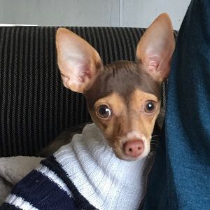 Meet your Posher, Patty